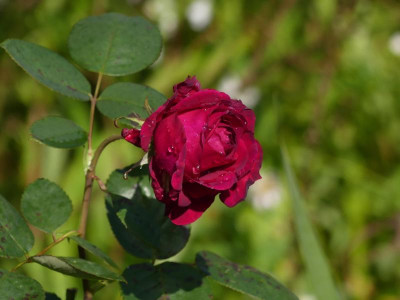 2021_1016MitteOktober10001.jpg