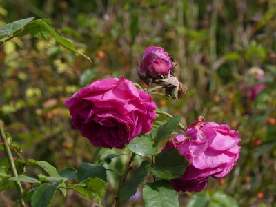 2021_1016MitteOktober10038.jpg