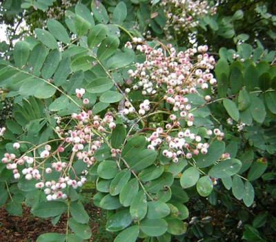77Sorbus_hupehensis.jpg