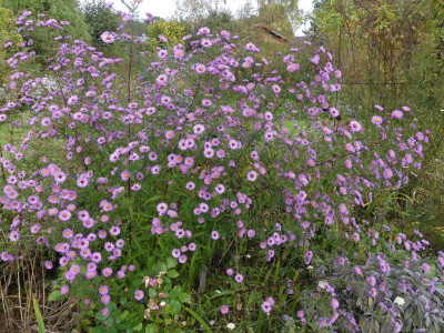 2021_1016MitteOktober10177.JPG