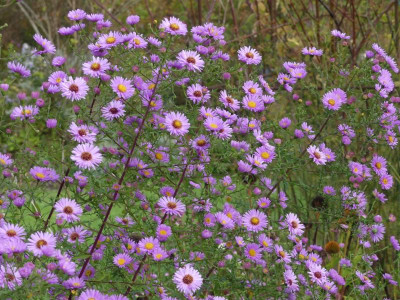 2021_1016MitteOktober10178.JPG