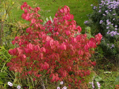 2021_1016MitteOktober10182.JPG