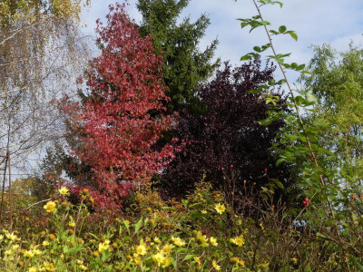 2021_1016MitteOktober10259.JPG