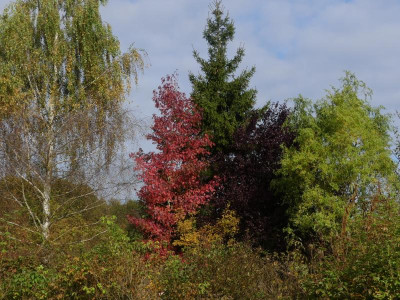 2021_1016MitteOktober10257.JPG