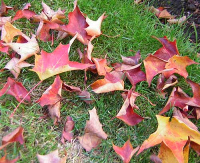 77Acerleaves.jpg