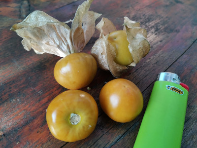 Physalis KK.jpg