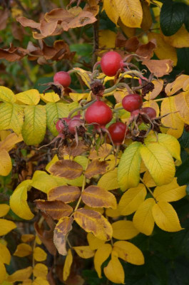 DSC_2774.JPG