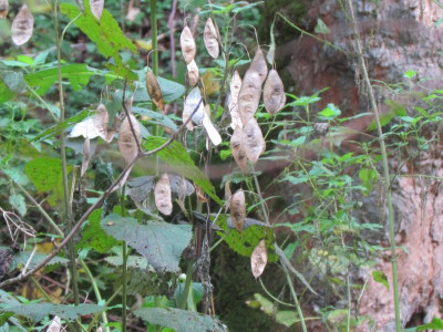 5Lunaria.JPG