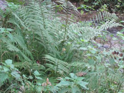 3Dryopteris.JPG