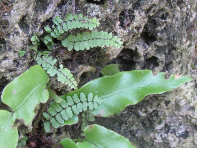 11Phyllitis Asplenium.JPG