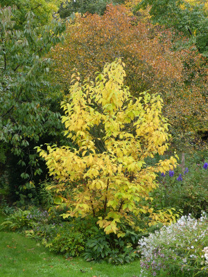 2021-10-16 Halesia carolina.jpg