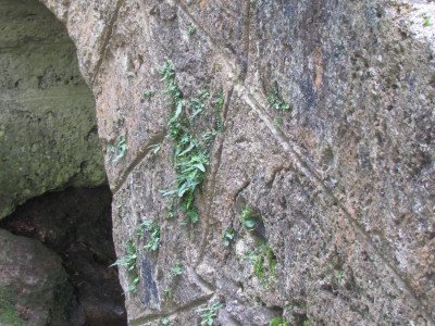 b Oben Asplenium.JPG