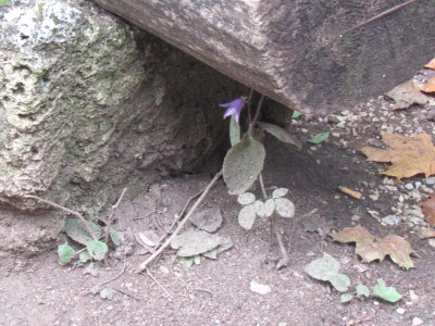 b Oben Campanula.JPG