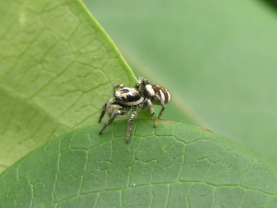 Zebra-Okt-1.jpg