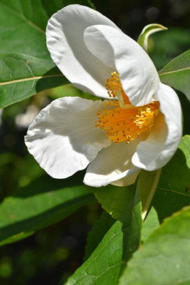 DSC_0633.JPG
