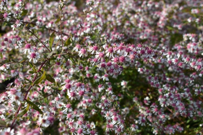 Aster 2.JPG