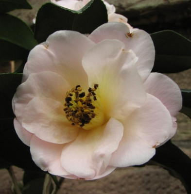 18.02.08_7910_C.Golden_Glow.JPG