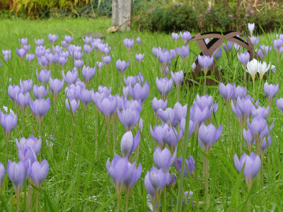 2021-10-17 Crocus speciosus 1.jpg