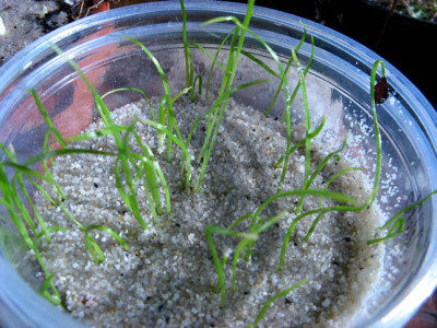 L_pumilumSamen240108.jpg