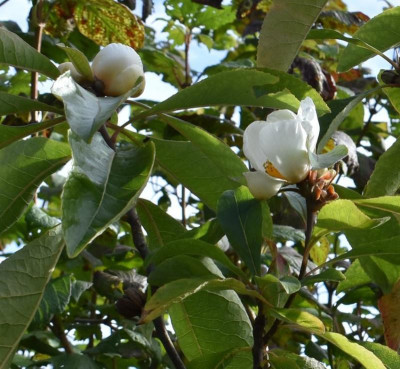 Franklinia2.JPG