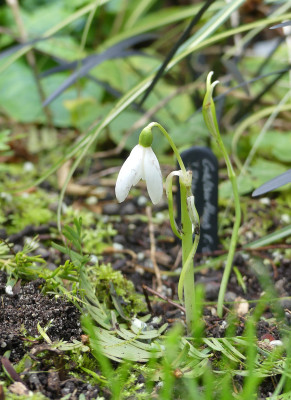2021-10-17 Galanthus 'Blanc de Chine'.jpg