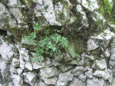 c Asplenium ruta-muraria.JPG