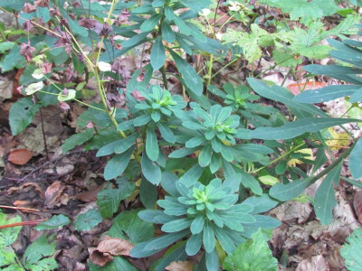 c Euphorbia.JPG