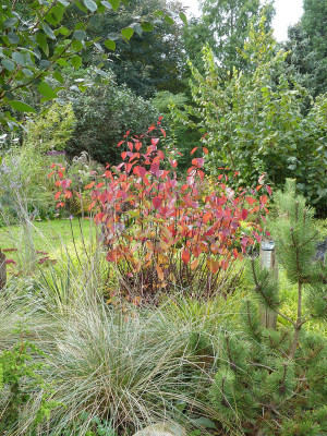 2021-10-17 Birkenhain Cornus kesselringii.jpg