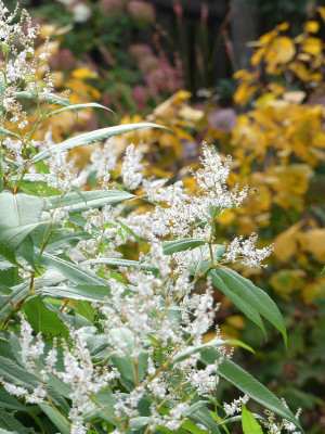 2021-10-17 Gartenimpressionen 8.jpg