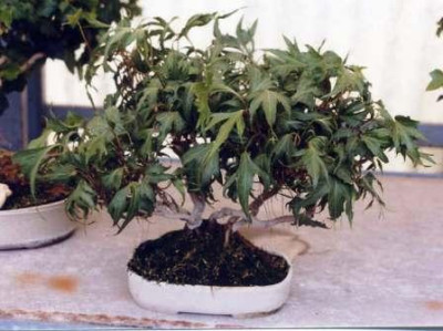 Foto_H.helix_Triton_Bonsai__aus_Abtei_Neuburg.jpg