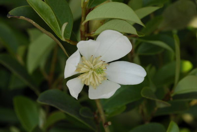Michelia_yunnanensis_3017_resize.JPG
