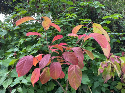 Neoshirakia japonica Oktober 2021.jpg