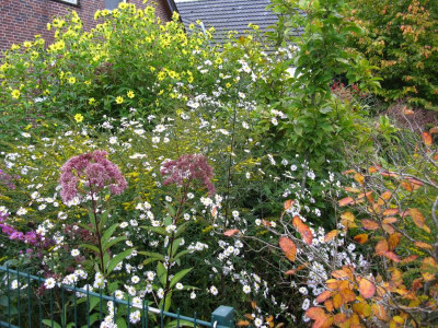 Aster weiss hoch Detail (2).JPG