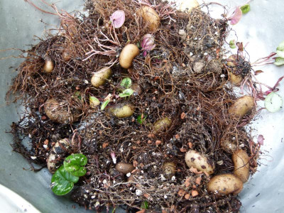 P1150876.JPG