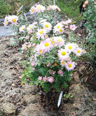Chrysanthemum_AS_05_20211016_152751_B.jpg