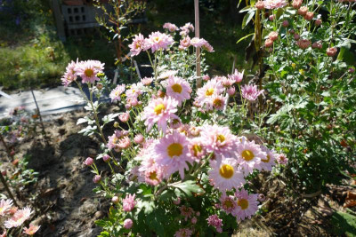 Chrysanthemum_AS_05_P1030041.JPG