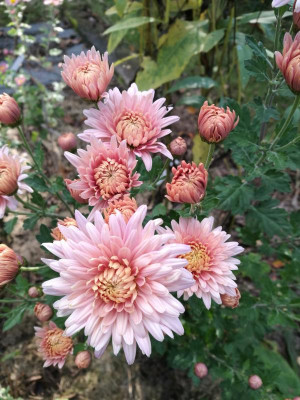 Chrysanthemum_AS_09_20211016_152231.jpg