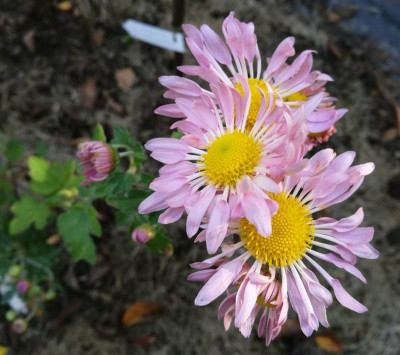 Chrysanthemum_AS_11_20211010_155017_B.jpg