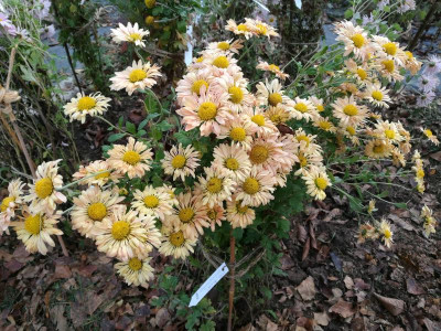 Chrysanthemum_AS_09_20201108_124106.jpg
