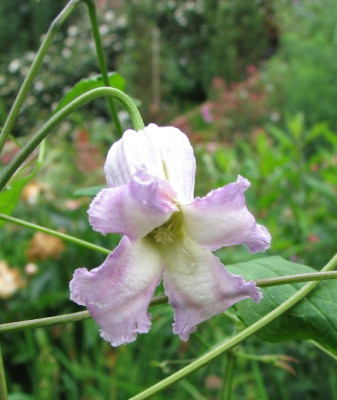 13.06.07_1714_Clematis_crispa.JPG