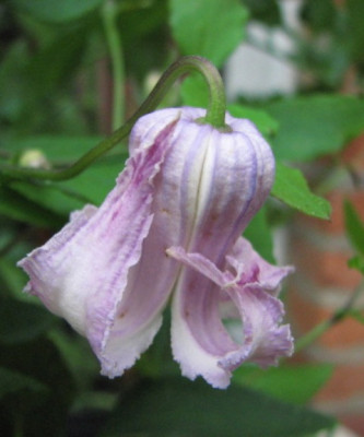 IMG_3105_Clematis_crispa.JPG