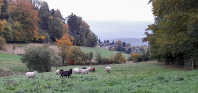 zuchtskudden21inkomplett.jpg