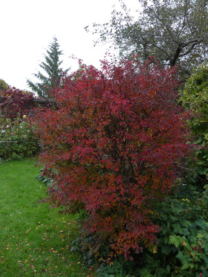 2021-10-20 Prunus incisa 'Kojou-no-mai'.jpg
