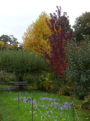 2021-10-20 Prunus serrulata 'Royal Burgundy' Liriodendron.jpg