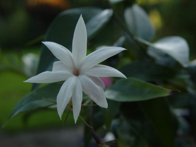 Jasminum_nitidum_184_resize.JPG