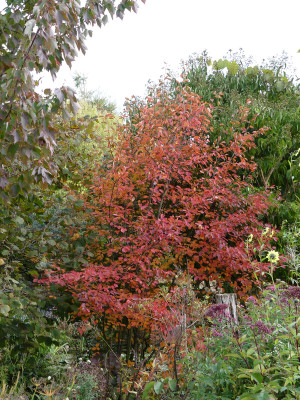 2021-10-17 Amelanchier.jpg
