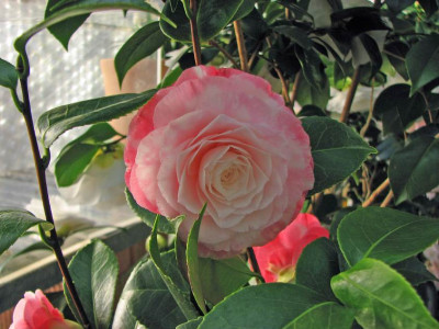 C._japonica_Desire.jpg