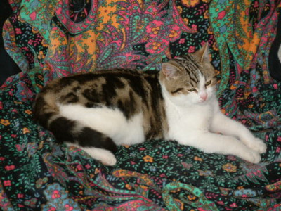 DSCF0017.JPG