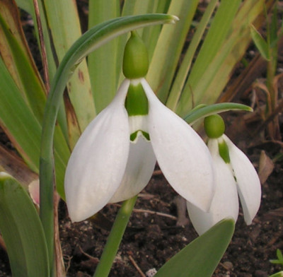 Galanthus_Daglingworth_030.jpg