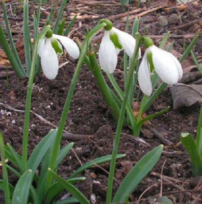 Galanthus_Lord_Lieutenant_029.jpg